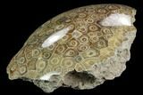 Polished Fossil Coral (Actinocyathus) - Morocco #128181-2
